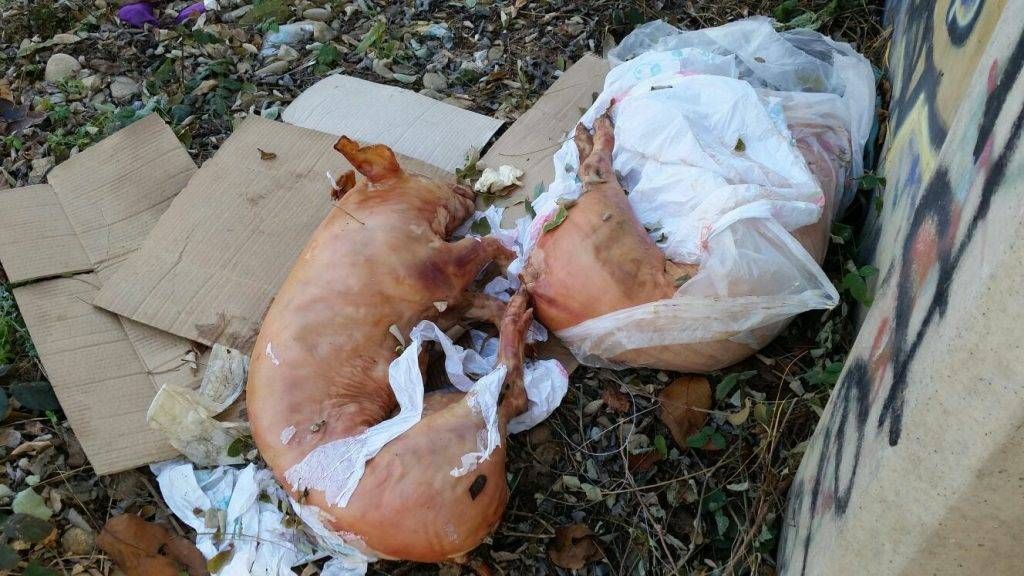 maiali bollate 1024x576