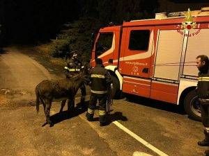 asino vigili del fuoco