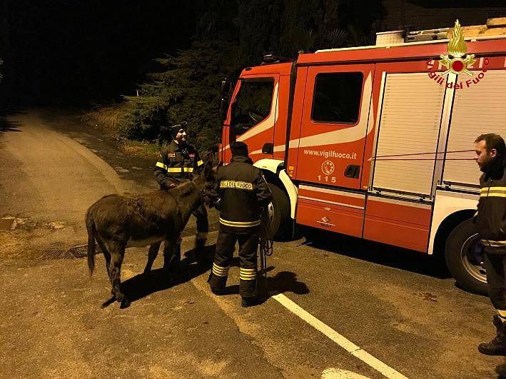 Asino in fuga sulla provinciale, lo bloccano i Vigili del fuoco asino vigili del fuoco