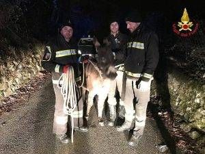 asino vigili del fuoco