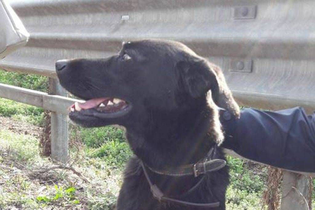 Recuperato in Milano-Meda, meticcio salvato da Polstrada e automobilisti cane milano meda 1024x682