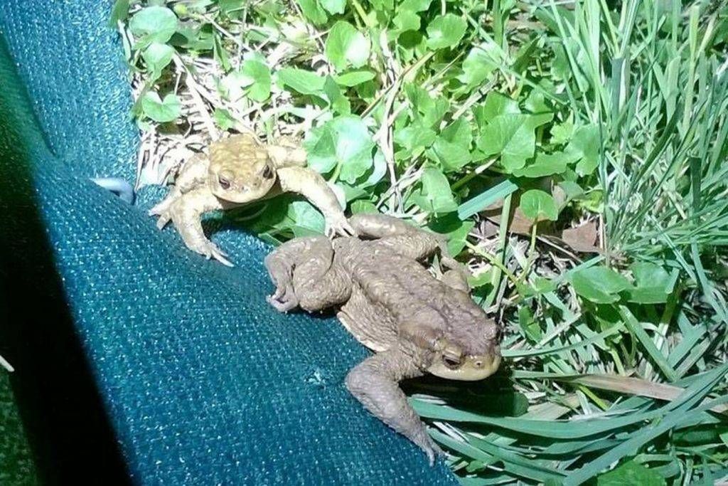 rospo parco groane 1024x683