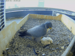 Falco Pellegrino Palazzo Pirelli 300x223