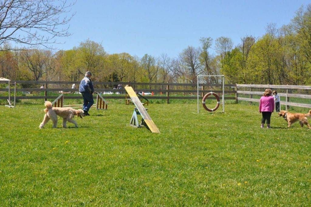 Troppi schiamazzi, coprifuoco nelle aree cani di Arese aree cani 1024x680
