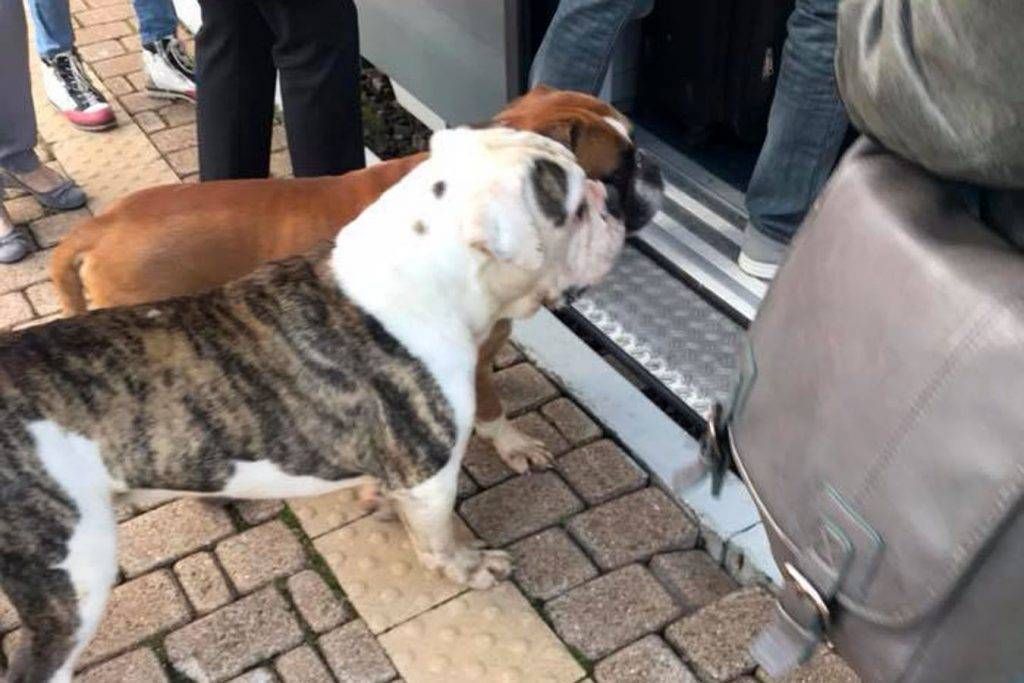 boxer cislago 1024x683