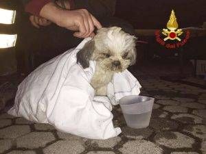 cane ciclamino rescaldina 300x225