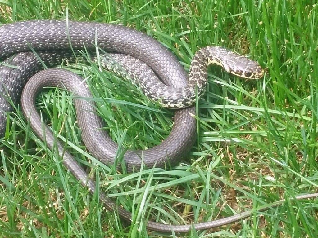 Gatto a caccia per Cesate, torna casa con una biscia di un metro e mezzo cesate biscia gatto 1024x768