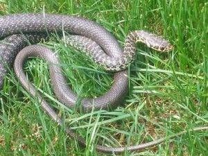 cesate biscia gatto  300x225