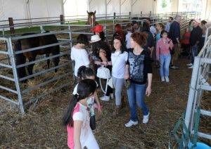 fiera 2 FACOLTATIVA 300x212