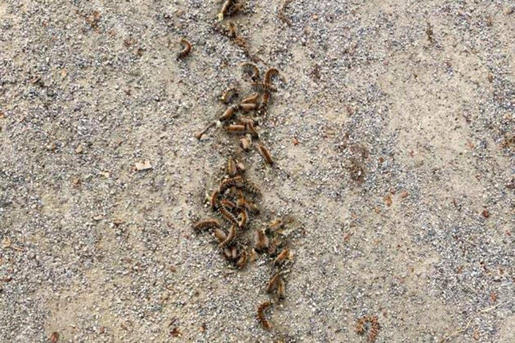 processionaria limbiate 1024x683