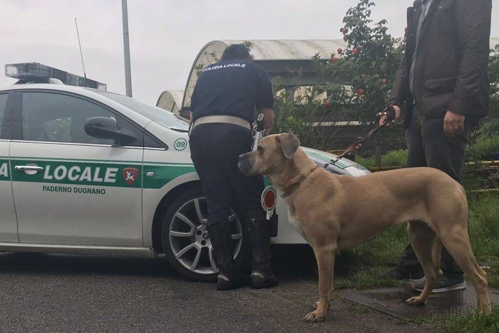 cane paderno varedo gadda 1024x683