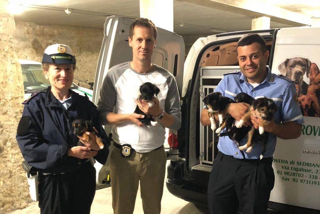 cani cucciolata paderno 1024x683