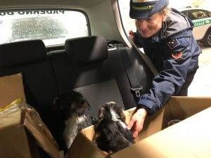 cani cucciolata paderno 2 300x225