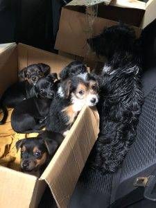 cani cucciolata paderno 3 225x300