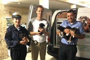 cani cucciolata paderno 300x200