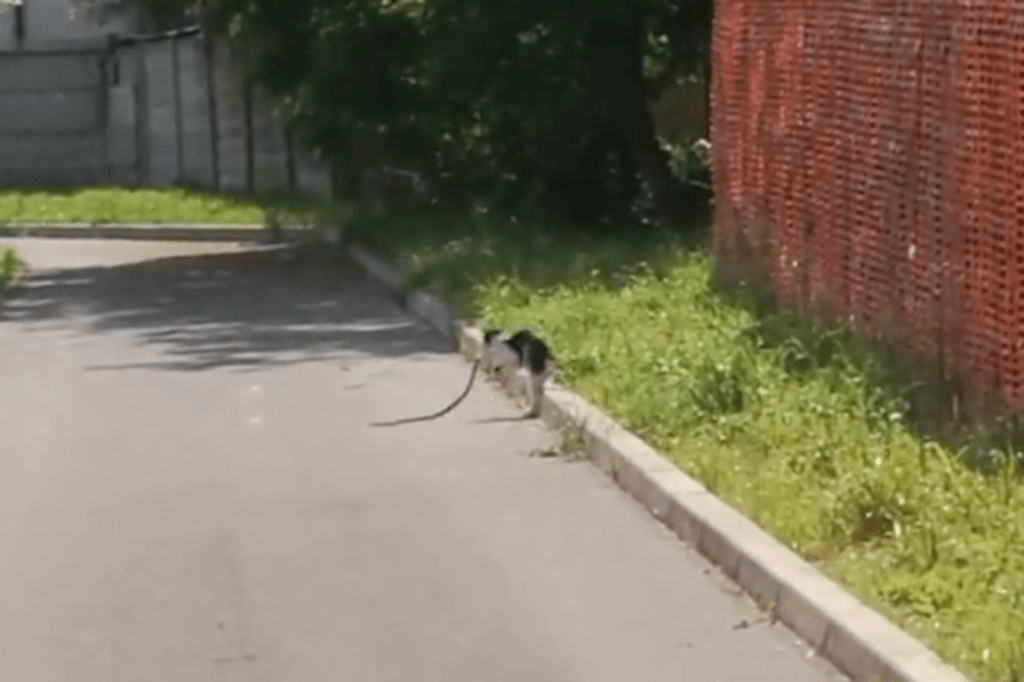 VIDEO | Cislago, il match tra gatto e biscia diventa virale. Chi avrà vinto? gatto biscia 1024x682
