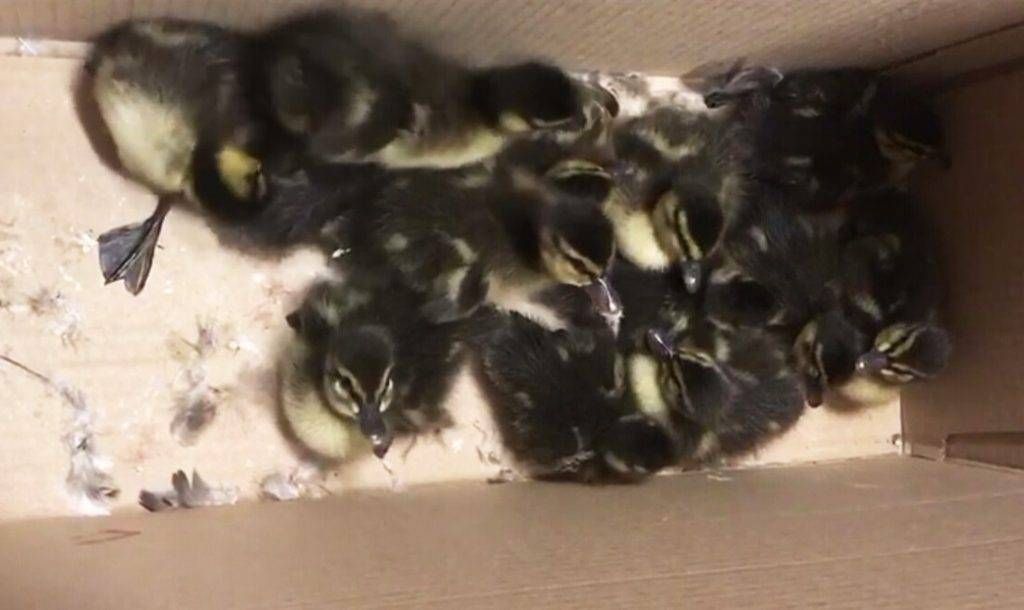 senago anatroccoli cuccioli 1024x610