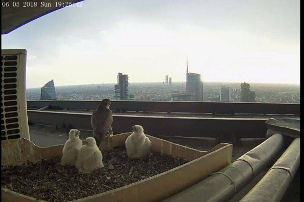 falco palazzo pirelli 1024x682