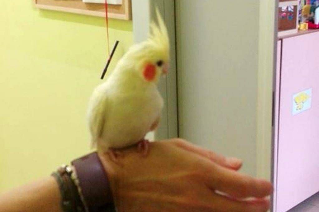 pappagallo asilo bollate 1024x682