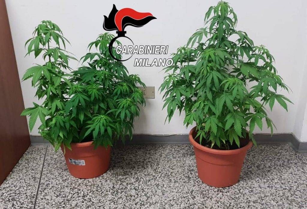 Con le piante di marijuana in casa a Limbiate, arrestato il pusher di Solaro spaccio droga piante marijuana 1024x699