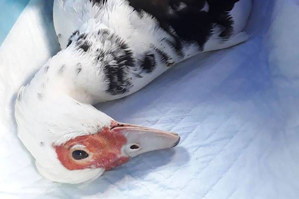 anatra mascotte varese maccagno 1024x683