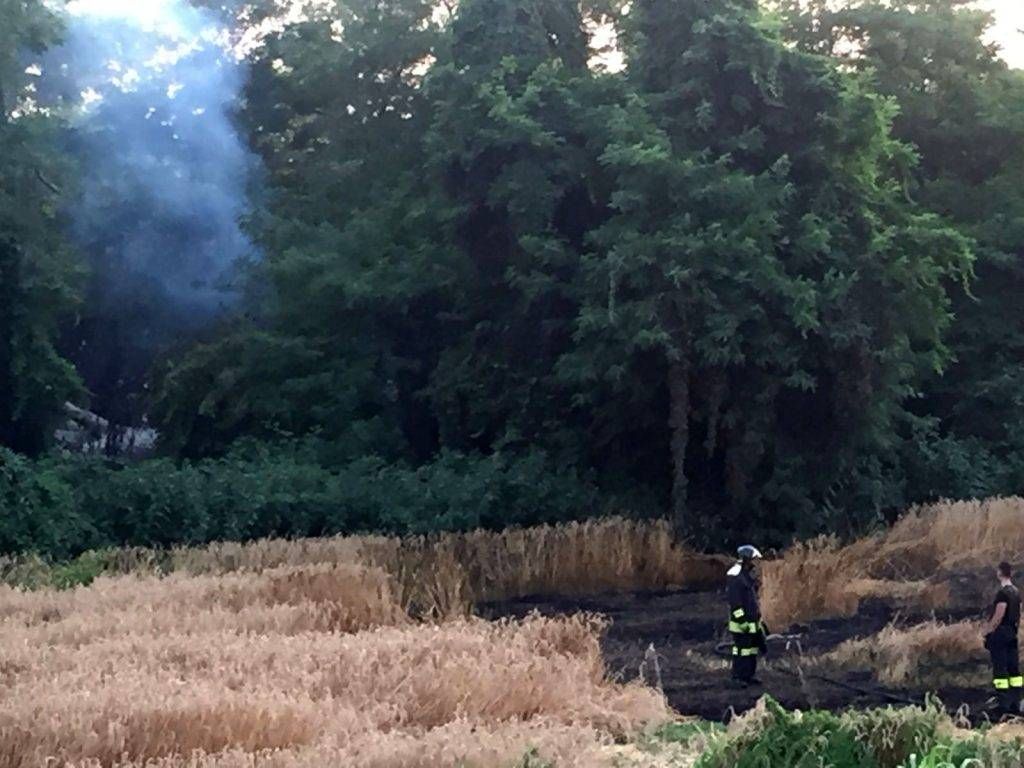 bollate incendio parco groane 1024x768