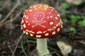 xeven safe wild mushrooms can make you sick if 21570978.jpg.pagespeed.ic .640 ryPTx4