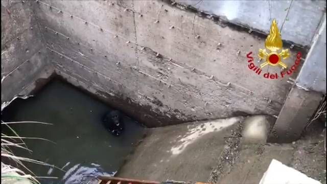 Baranzate, cane intrappolato nell’acqua: salvato dai sommozzatori | VIDEO cane