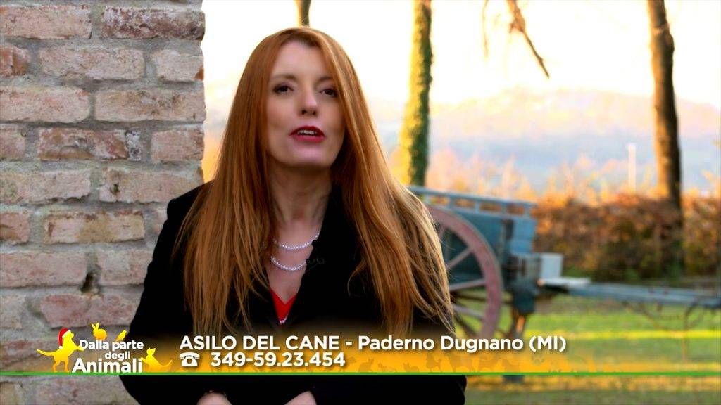 fiona michela brambilla canile paderno 1024x576
