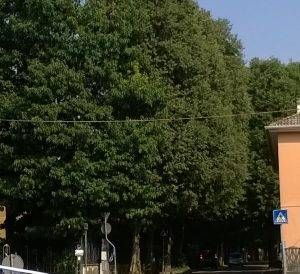 alberi via gran sasso 300x274