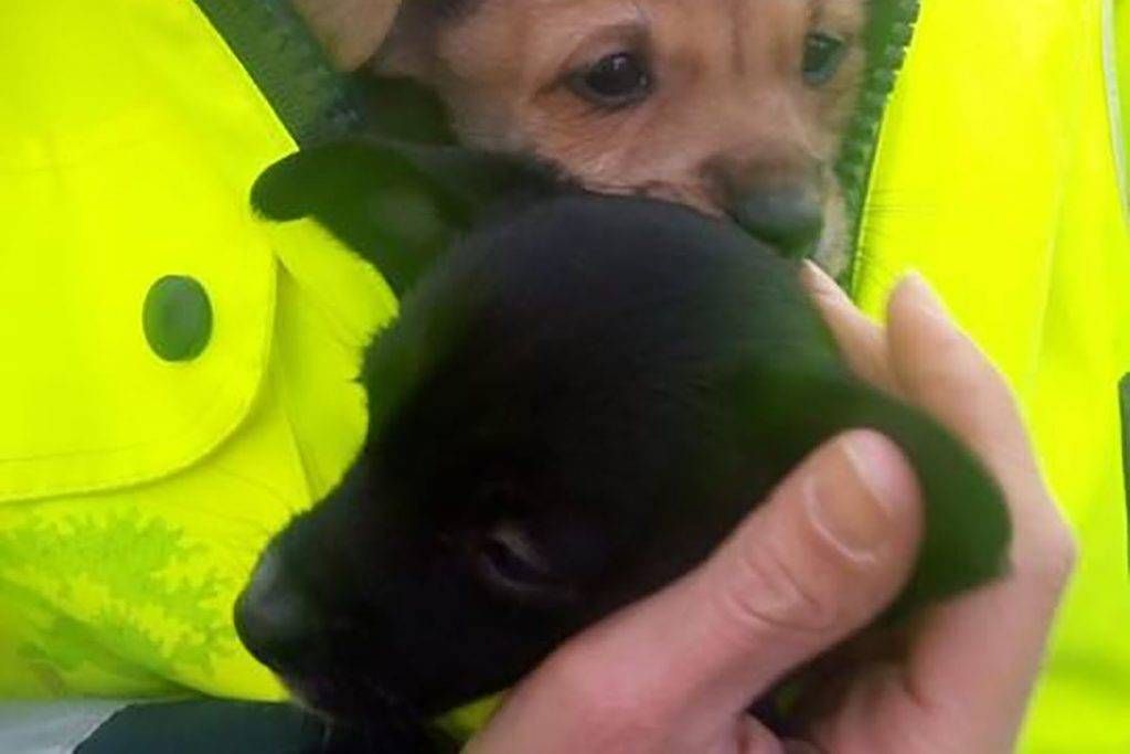 cani cuccioli abbandonati parco 1024x683