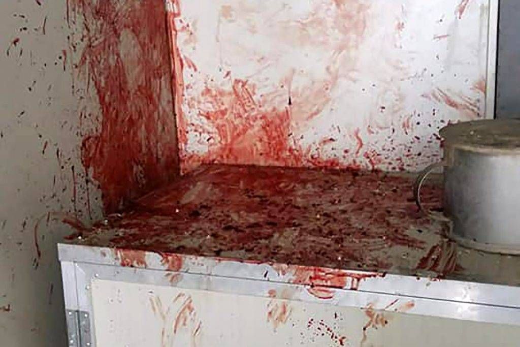 cani paderno dugnano 1024x683