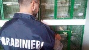 cardellini carabinieri limbiate 300x169