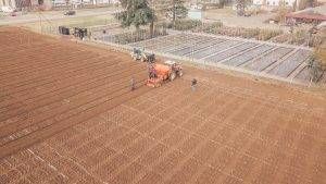 tulipani paderno dugnano  300x169