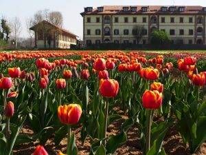 tulipani arese 300x225