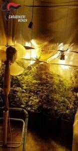 CCMArijuanaDesio1 156x300