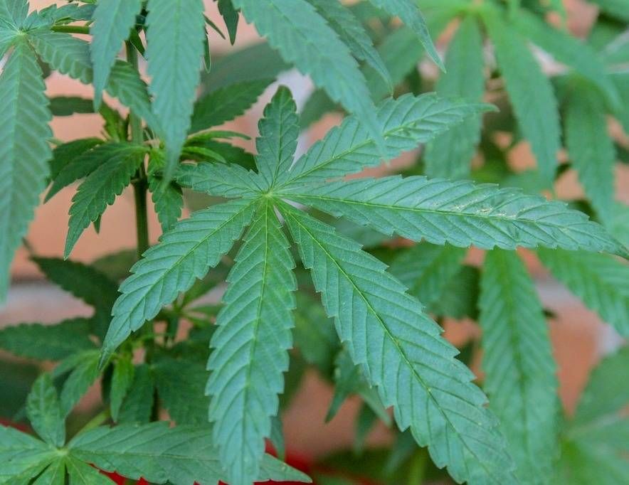 Marijuana nello zaino troppo “profumata”, 22enne bulgaro arrestato sul treno. mariujana