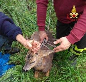cerbiatto turbigo vigili del fuoco 