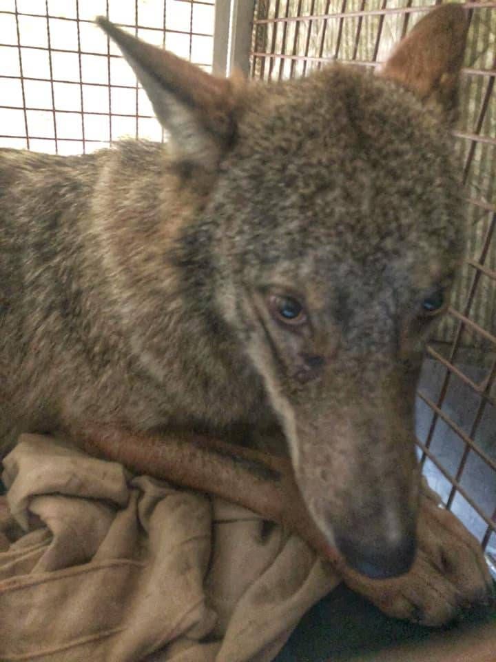 Migliorano le condizioni del cane lupo salvato dal Naviglio cane lupo Naviglio