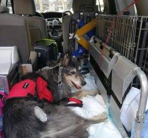 Ambulanza veterinaria