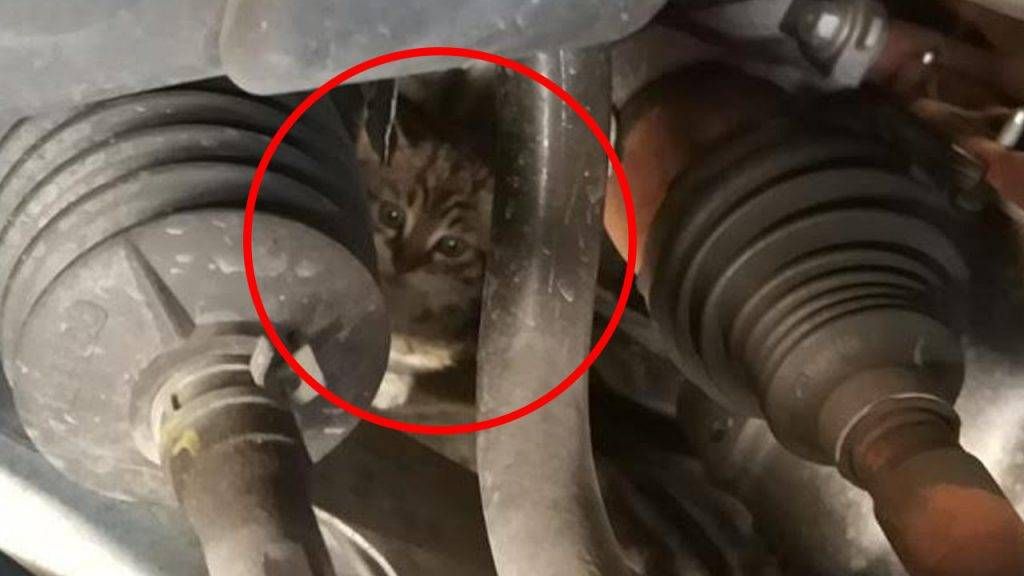 Paderno, gattina incastrata nel motore: salvata dalla Polizia Locale gatto 1 1024x576