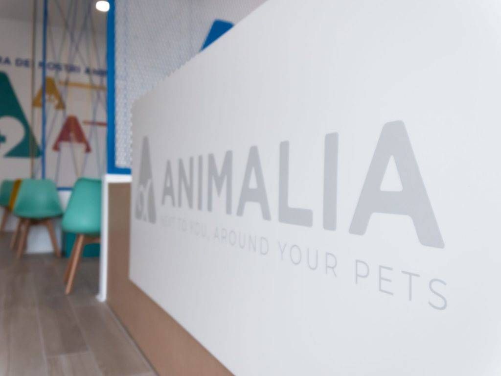 2019 Animalia Centro 2 1024x768