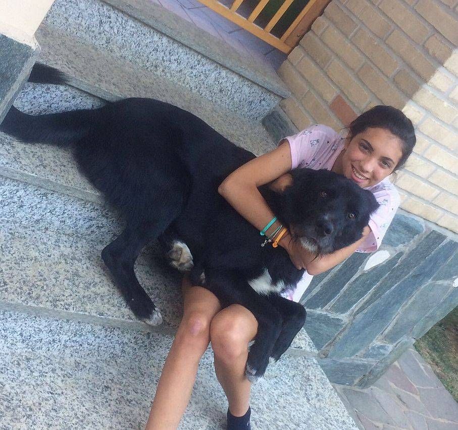 Grosso cane nero scomparso da Cesate, appello disperato della famiglia cesate cane
