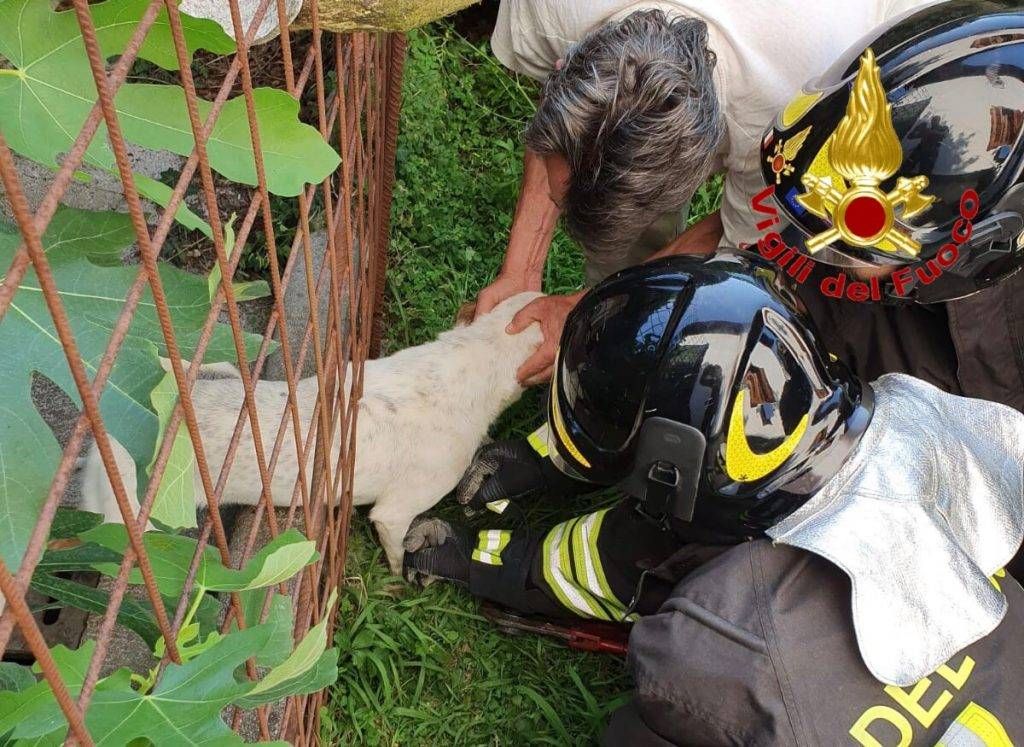 VVfCaneCastronno 1024x747