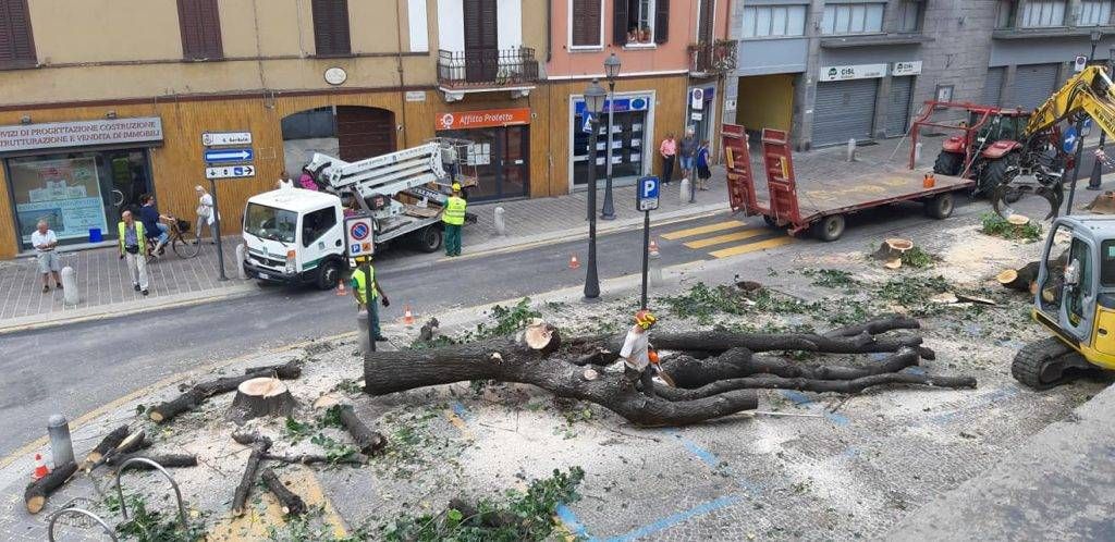 Bollate, tagliati 4 tigli in centro: “Ora una grande novità green” bollate taglio tigli 1024x498