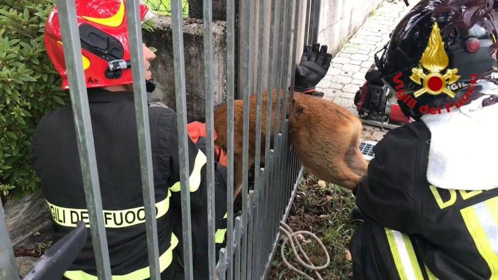 Cucciolo di capriolo incastrato in un cancello, il salvataggio è tenerissimo frame capriolo 1024x576
