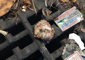 gerenzano polpette avvelenate cani 300x212