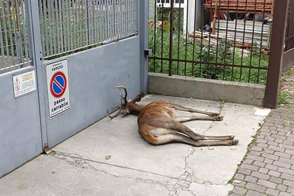 cervo monza saronno incidente 1024x683