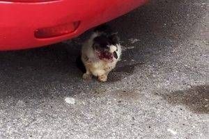 gatto baranzate 300x200