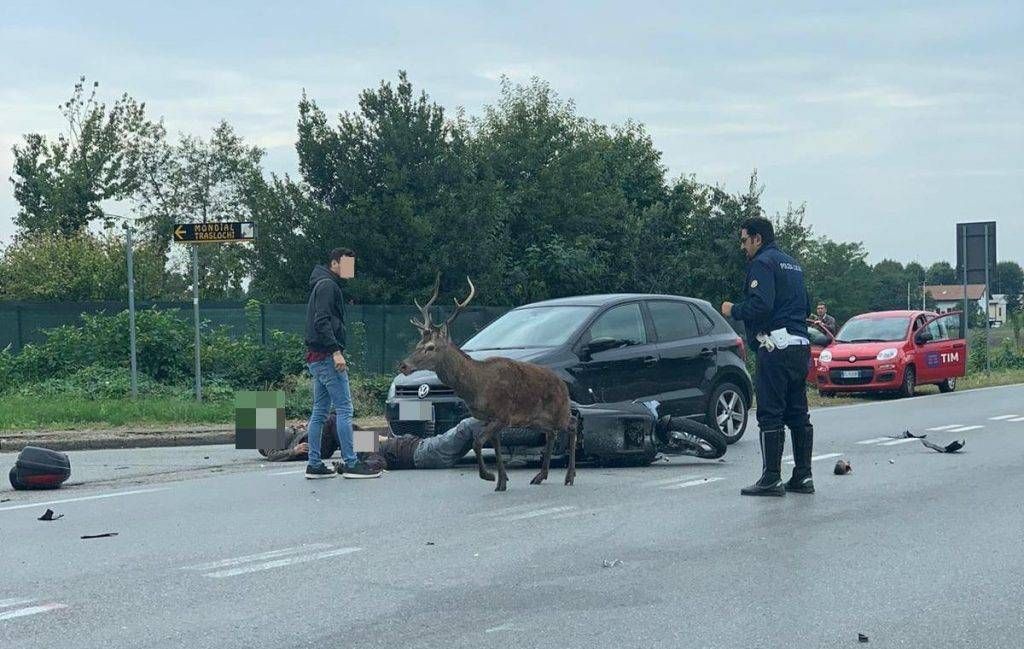 Pericolo cervi tra Gerenzano, Uboldo e Origgio: le strade con limite ridotto cervo Saronno Monza